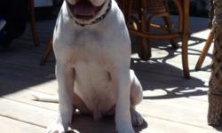 6mth old male (Double Kong) Johnson Bully Type, Follows basic commands: Sit, stay, here, lay down