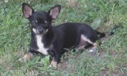 I have a female Tri-colored mainly Black playful & loving CKC pure bred Chihuahua.Born on 3/10/11 ready to be adopted.Dad is 5lb and mom is 4lb.She is up to date with her shots and has been to the vet 3x's.If intrested or for more information call