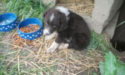 KID TESTED AND APPROVED!!!
I have 4 CKC Reg Australian Shepherd pups that are ready for there new homes. They are very friendly and out going. Fine with other pets. I have 2 Red-white females and 2 Red-white Males. They have there first shots and have