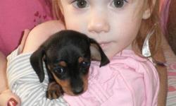 Born November 16th to Black & Tan Kim's Christmas Candi, and Long-Haired Black & Tan/Silver Dapple J&L's Frank Footer, this sweet little Short-Haired Black & Tan female that we call Callypso, or Cally. Cally will be available to her new home at 9 weeks of