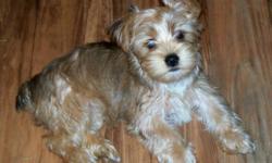 I have a BEAUTIFUL female yorkie baby looking for her forever family. "Godiva" as she has been called, is a hard to find color in this breed. She will probably be totally white like her dad when she gets big. She is ready to go home NOW! She is charting
