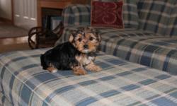 We have a litter of borkies or called yorkiechon which is yorkie/bichon frise mix .They are are cute,playful,with the sweetest personalities. They are great with children,the grand kids love playing with them. They get alone great with other pets. They