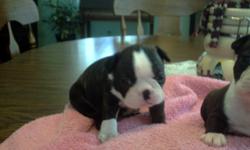 Beautiful female boston pup ready to go .Had her 1st shots worming and vet check. Brindle/blk and white extremely nice pup with beautiful markings. Will meet 1/2 way if not to far for hand delivery. Pcitured at 3 weeks last picture is dad brindle/white