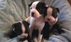We have 5 playful females and 1 male looking for loving families to adopt them. 1 female is white w/black markings, 1 female is brindle w/white face, 3 females and the male are black w/white markings. They were born 6/12/2011. Call 936-637-0840, if no