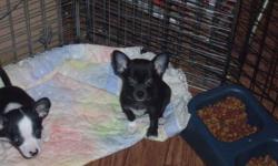 beautiful ckc chihuahua female puppy 10 weeks old call me at 509-853-7420 or e-mail me at yorkies1948@hotmail.com she is black with all four feet white