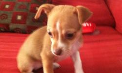 Beautiful tri colored female 8 weeks old looking for a new home!&nbsp; Born Sept 29, 2012 she is mainly brown & white with some black mixed in her tail.&nbsp; She is very playful.&nbsp; Socialized with our other dogs and our children (young &