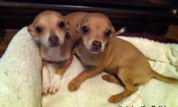 BEAUTIFUL CKC CHIHUAHUA PUPPIES BORN MAY 4 AND READY FOR THEIR NEW HOMES. TWO FEMALES AVAILABLE. GOLDEN IN COLOR AND SHORT HAIRED. PUPPIES HAVE HAD THEIR FIRST THREE SETS OF VACCINATIONS AND ARE UP TO DATE WITH WORMING. THEY WILL LEAVE MY HOME WITH THEIR