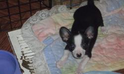 beautiful ckc chihuahua male puppy 15 weeks old black and white call me at 509-853-7420 or e-mail me at yorkies1948@hotmail.com