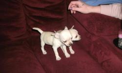 beautiful ckc chihuahua puppies $200 to $250 2 males one with beautiful markings and one cream color male. and 2 females both cream color call for info at 509-853-7420 or e-mail me at yorkies1948@hotmail.com thanks