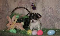 I have 3(2male/1 female)Tri-colored playful & loving CKC pure bred Chihuahua's.Born on 2/23/11 they will be avaliable for adoption on 4/20/11.Dad is 5lb and mom is 4lb.They will come with first check-up,shots and a weeks worth of food they are currently