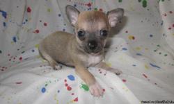 I have 4(3male/1 female) playful & loving CKC pure bred Chihuahua's.Born on 3/10/2011 they will be avaliable for adoption on 5/3/11.Dad is 5lb and mom is 4lb.They will come with first check-up and first shots.These little pups will make a great Mothers