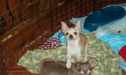 beautiful chihuahua male puppy 4 months old cream color will be small
