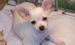 Adorable male pure breed Chihuahua puppy born 2/6/11. He is a total lover and gives lots of kisses. He has had two sets of vaccinations and wormings. He has had his dew claws removed and has a health certificate. He is registered with the CKC and is paper