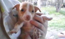 Three CKC registered chihuahuas, two males one female. approx 8 weeks old, cute, healthy, adorable and ready to go.