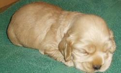 CKC COCKER SPANIEL PUPPY, MALE, BUFF, VET CHECKED, TAIL DOCKED, DEW CLAWS REMOVED,VERY SOCIALIZED,PUPPY STARTER KIT WITH HEALTH RECORDS,PARENTS ON SITE, $200.00 CASH CALL 662-223-4878