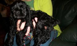 ckc cocker spaniel puppies&nbsp;&nbsp; they have had their tails docked, dewclaws removed and 1st shots and worming&nbsp; we have&nbsp;2 males&nbsp;&nbsp;left&nbsp;&nbsp; they are black,&nbsp;super cute and playful little guys&nbsp;&nbsp; call or text or