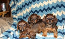 I have two long hair, red, mini, dachshund puppies for sale. They came from a litter of 8 and are my last two. I am willing to sell the puppies for 175.00 or 300.00 for both. They have been vet checked and sweet, playful, and adorable puppies. They were