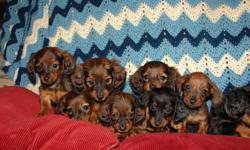 Long hair mini dachshund puppies. They were born on Nov, 23, 2010 and are 10 weeks old. I have pictures on the following web page http://www.dachshundpupfun.com/ the puppies have their health certifcates are simply adorable. Everyone that see my puppies