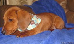 We have this adorable red male dachshund puppy,13wks.old,$150.00 ready for his new home.We also have a red female,$250.00,13wks.and just under 3 lbs.Please.Please email any questions.