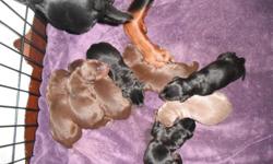 doberman puppies dob 12-15-2012 will be ready by valentines day tails and dew claws will be removed taking deposits 100.00 will hold your puppy 4 males ...2 black n rust 1 red n rust 1 fawn&nbsp; 4 females ...2 black n rust 2 red n rust mother is AKC/CKC