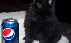 this cute poms weigh about 2lbs she love to play and very active. she has been wormed several times and had her 1st shot. she has a great personality. Her mom and dad are double coated, so she is going to be a big fur ball.please call --