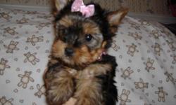 Beautiful ckc Yorkie female puppy 11 weeks old first shots wormed will be 5 lbs when full grown
she loves kids and other pet she will make a very nice pet for some one
if interested call 509-453-1327 or 509-576-4350