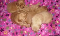 Golden Retriever puppies for sale, these puppies will get there first shot before they go, and be wormed 4 times by the time there 6 weeks old. Born on 11.14.10 - ready to go on Christmas!! Taking deposits now. I can't seem to upload any pictures, so