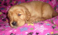 CKC golden Retriever puppies for sale, first shots/ wormed. They were born on 11.14.10 so they will be ready to go home to there new home for Christmas eve! Call me for any information...
