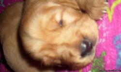 CKC Golden Retriever puppies for sale!
first shots/ wormed. born on 11.14.10, so they will be ready to go to there new homes for Christmas! Call me for more information.