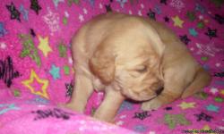 CKC Golden Retriever puppies for sale! First shots/ wormed. born on 11.14.10 so there ready to go to there new home for Christmas eve... Call me for any questions!