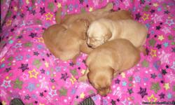 CKC Golden Retriever puppies for sale. First shots/ wormed, born on 11.14.10 so they will be ready to go to there new home on Christmas eve! Please feel free to call me for more information...