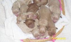 Golden Retriever puppies for sale!! They were born on 5.27.11 and will be ready to leave on 7.8.11- puppies will get there first shot and wormed 3 times before they leave our house.. Please feel free to call us for any questions.