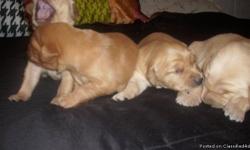 Golden Retriever puppies for sale!! Born 5.27.11 will be ready to leave on 7.8.11- First shots/wormed.. Call me for more information!!