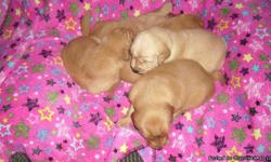Our Golden Retrievers were born on 5.26.11 First shots/ wormed by the time they leave our house! They will be ready to go 7.8.11- @ 6 weeks old.....Call for more info.