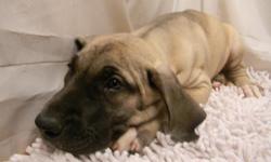 Two female CKC registered Great Dane puppies, crate trained $450 & $500. 740-294-7723