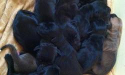 I have two fawn pups and 10 black pups born on July 25, 2011. Pups are ckc registered. There are 8 females 4 males avalible. The fawn pups will be 650.00 with a 325.00 non refundable deposit to hold the puppy. The black pups are 500.00 with a 250.00 non