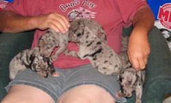 Gracie and Buddy have a new litter of beautiful puppies. Born 3/6/2011, we have 2 females left, they are both blue merles that are simply gorgeous. These little guys have been well socialized with humans and dogs. They will be ready to go to their new