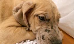 Two female CKC registered Grat Dane puppies, 10 weeks old $500 & $550. 740-294-7723