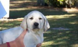 Light to white registered lab puppies. Full English look with block heads and droopy eyes. First and second shots, wormed with dew claws removed. Vet checked. Excellent bloodlines for hunting or great as pets.