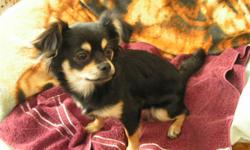 For sale are 2 Females, 6 Month old Long Hair Chihuahua. If you want papers, they are $600.00 and without papers $400.00. They are Fully Potty trained on Puppy Pads. They have had their first set of shots, and have health certificates, and are due for the