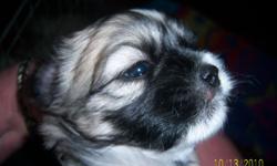 Very cute an d lovable Lhasa Apso Puppies 2 mal and 1 female. last pic is parents
