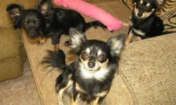 For sale are 2 Females, and 1 Male, 5 Month old Long Hair Chihuahua. If you want papers, they are $600.00 and without papers $400.00. They are Potty trained on Puppy Pads 85%. They have had their first set of shots, and are due for the second. They are