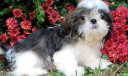 This is Foster he is a beautiful flat face Imperial shih Tzu.He is Black and Brown and white.He should be around 6lbs fullgrown.He Is CKC registered.He has had all of his puppy shots and is up to date on deworming.He is very sweet and loves to play.Price