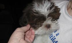 Beautiful male Shih Tzu choc & white up to date on shots & wormings & ready for a loving home. Raised in our home around our grandkids. Very playful Born Sept 26 2010 he's 3 months old now