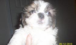 2 CKC male shih tzu born 7/13/10 they are UTD on shots and been wormed. Asking 250.00 each contact me at 336-231-4304 or email me at purple_diamond0223@yahoo.com