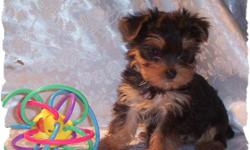 I have two male yorkies they come with first shots ckc papers and health cert they are about 10 weeks old, one is really small will be a teacup.