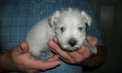 ckc registered minature schnauzer puppies&nbsp; are ready for rehoming..&nbsp;&nbsp; have&nbsp; had 2 sets of shots and dewormed twice.&nbsp; have&nbsp; 2 white males 10 weeks old,&nbsp;&nbsp; 3 black females and 1 white female 6 weeks