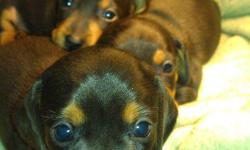 CKC mini dachshund puppies for sale. 4 males - chocolate & tan dapple - with papers & first round of shots. Dad is chocolate & tan and mom is double dapple. Located in Corbin, KY $200
Contact Angie (606-344-8596) or Chris (606-524-2610) or email