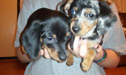 CKC Mini Dachshund puppies...Puppies were born on 2/15/11. There were ready to be at their forever home 3/29/11. Puppies have been vet checked, d-wormed, started pee pad training. There are only 2 left out of 6 that are still for sale. I have a black &