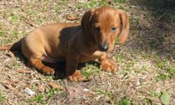 ckc mini dachsund pup for sale .ready now.born dec 12th.
hes 10 weeks old and he has his health certificates and wormings.
both parents on site.200.00.contact #904-635-4290